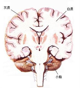 女性更易患抑郁症,检测大脑灰质结果验证